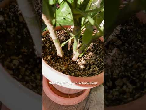 راز های نگهداری گیاه شفلرا