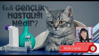 Kedi Genç Hastalığı Nedir?  Veteriner Hekim PELİN ÇAKAR