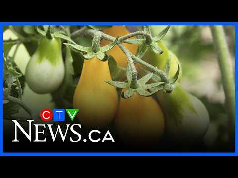 Tips for late summer gardening