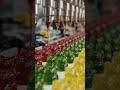 How Millions of Vitamin Gummies Are Made in Modern Factories
