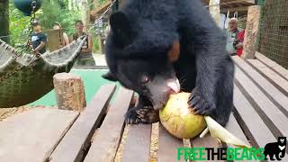 Easter egg hunt for rescued bear cubs in Laos