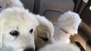 Puppies In The Truck
