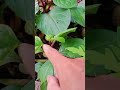 อยากแตกต้องเด็ด #farming #nature #fishing #fruit #garden #tree #fish