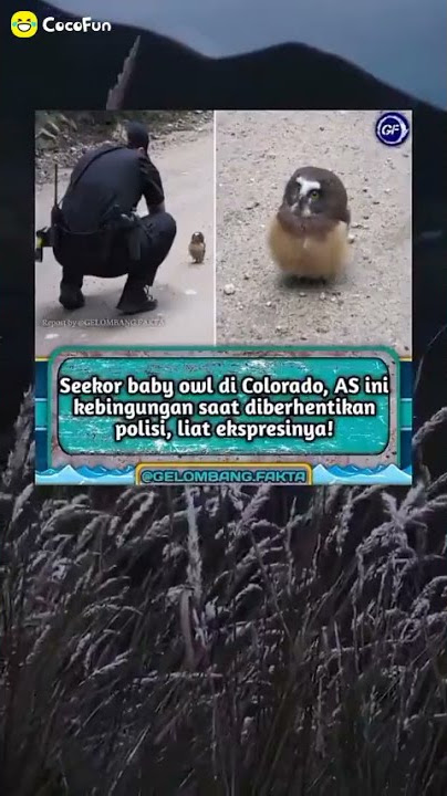 Story' Wa Kawai Burung Hantu OWL