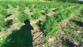 Maintenance on a 8,000 plant cannabis farm in PA