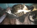 kucing ini tidur berjam-jam dan gak mau kerja