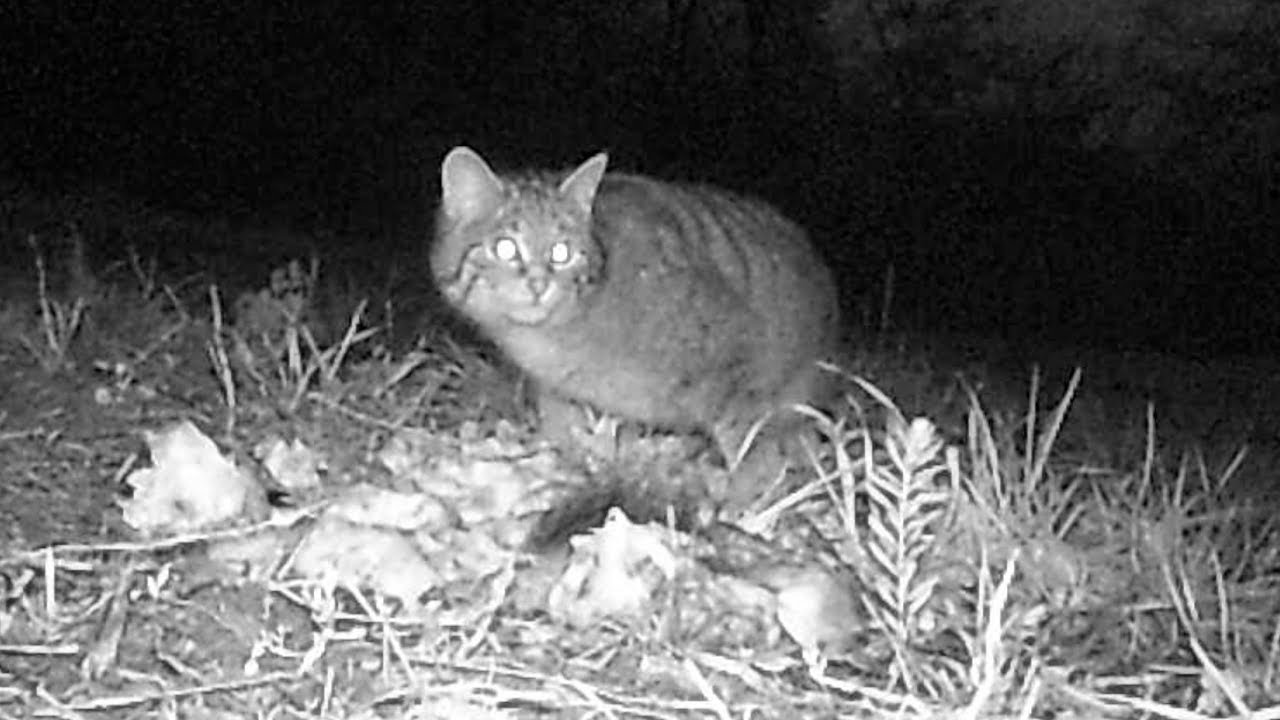footage of chernobyl European Wildcat / Europäische Wildkatze Germany / Eifel / Dohr. 14.11.2017