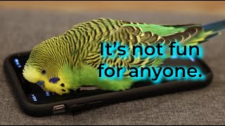The ugly truth about budgie nail trimming. by Kiwi and Pixel the Parakeets 8,533 views 1 year ago 1 minute, 46 seconds