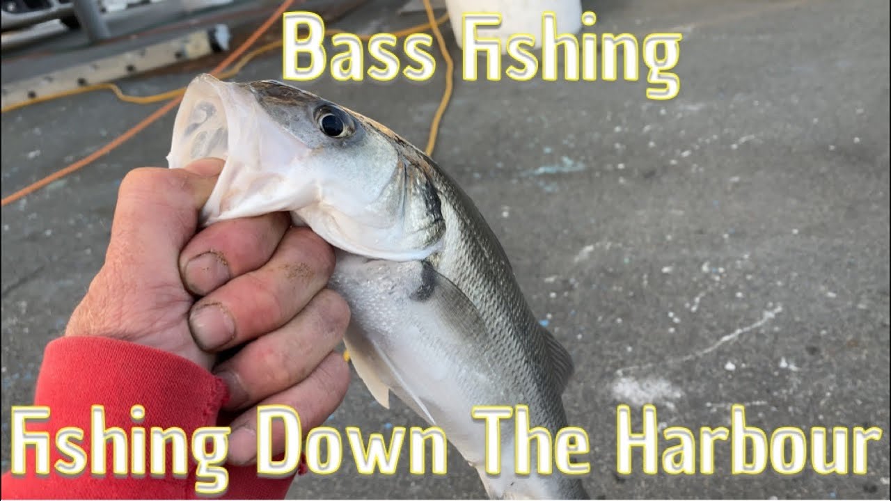 Bass Fishing UK Fishing Down The Harbour! YouTube