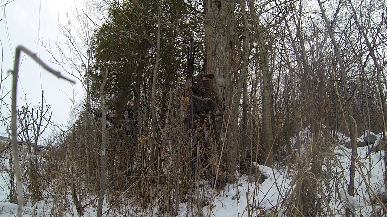 Chasse aux coyotes 2 janvier 2020, coyote manqué YouTube