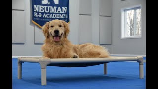 Breaker (Golden Retriever) Puppy Camp Dog Training Demonstration