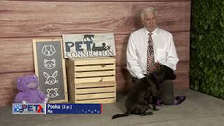 11 12 24 Pet Connection Pooka