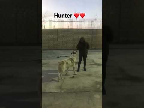 تصویری: Doghunter - این کیست؟ مبارزه با سگ سانان
