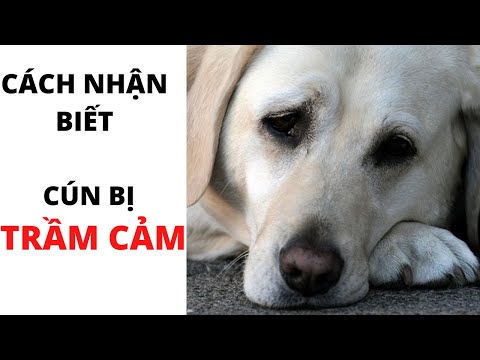 Video: Chó có thể bị trầm cảm?