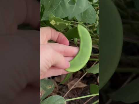 Video: Nematodes Ng Southern Pea Crops - Paano Gamutin ang Southern Peas Gamit ang Root Knot Nematodes