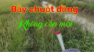 Bẫy chuột đồng không cần mồi...khi lúa đã chín vàng... Tèo Ngố TV.