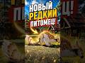 Секретные питомцы Crimson Desert: Лесной Хорёк! #кримсондезерт