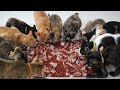 Lovely cats Eating food - Homeless Cats in the Real live | The Gohan Dog And Cats