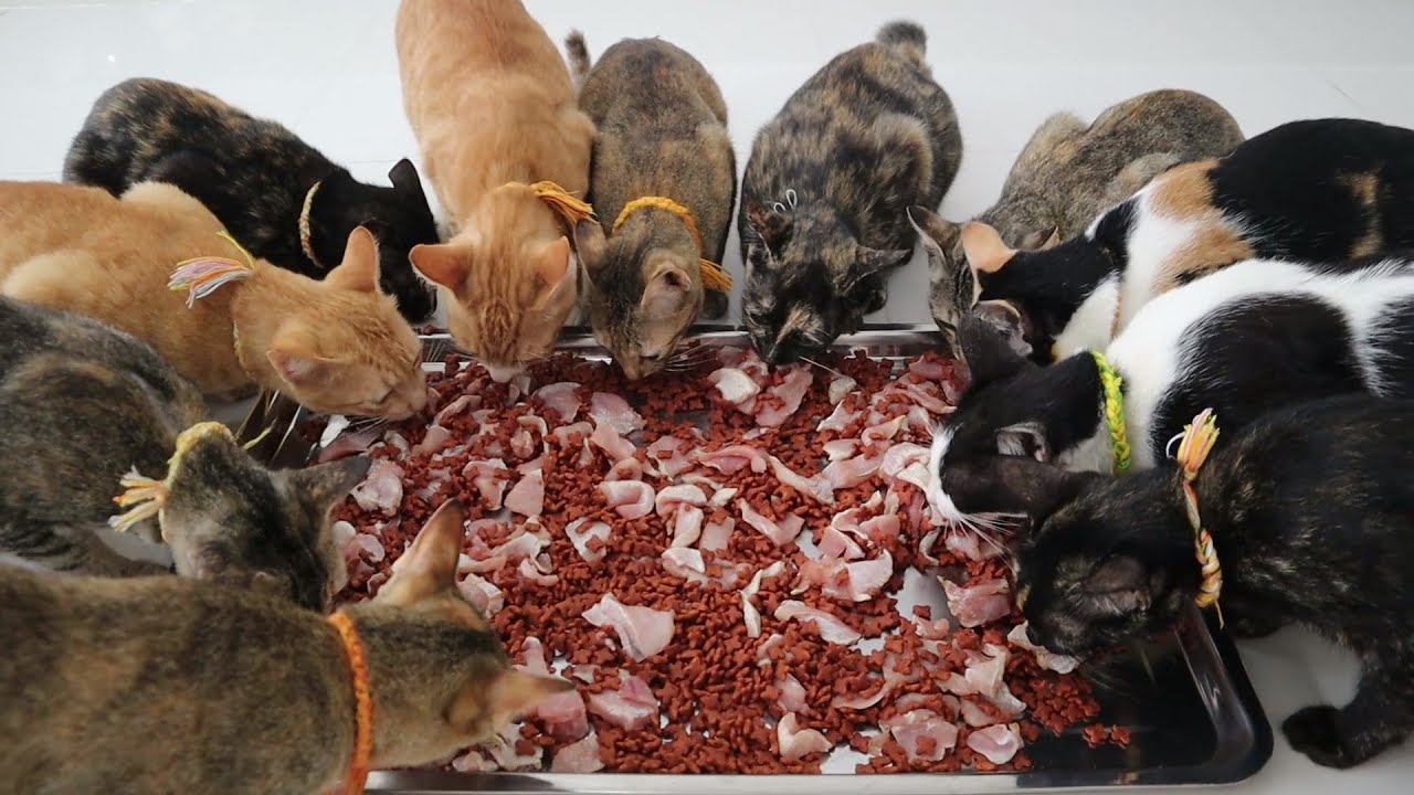 Lovely cats Eating food - Homeless Cats in the Real live | The Gohan Dog And Cats
