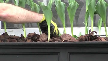 Part 4 the window box guy™ (732) 895-6262 Arranging Your Plants Mayne Window Boxes