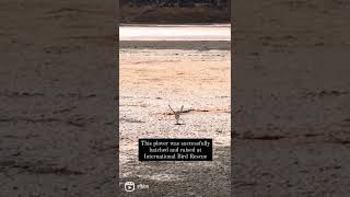 Rescued Snowy Plover released back into the wild