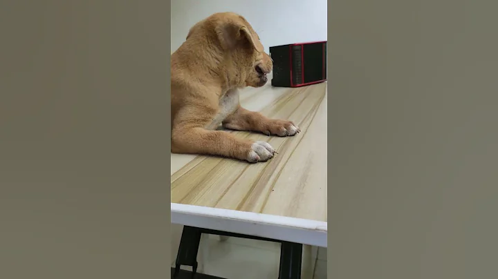 I said ‘go home’ but he said ‘I am home’ 😂🏡🐶 #shortsfeed #dog #viralvideo #viral #trending #fyp