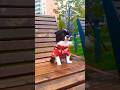 🍂 Нюша любит осень/в Питере холодает🍁🥮 #dog #чихуахуа #cute #осень #спб #shorts #мурино #питер