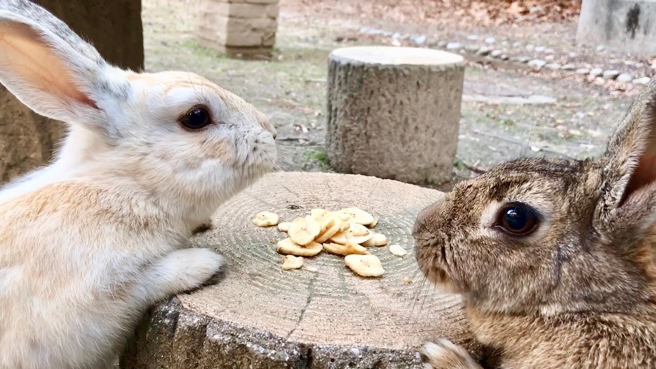 How will the rabbits react after eating a banana for the first time