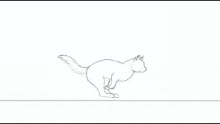 cat running - animation study