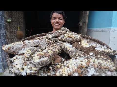 Video Đại chiến 3 tổ ong đất trong một buổi sáng - youtube