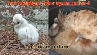 Anak ayam Poland Benj*l | telur menetas