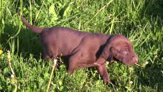 Vizmaraner, 4 Wochen alt