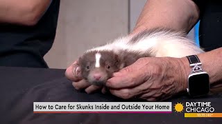 How to Care for Skunks Inside and Outside Your Home