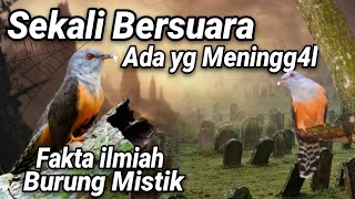 9 Fakta mengerikan burung Kedasih