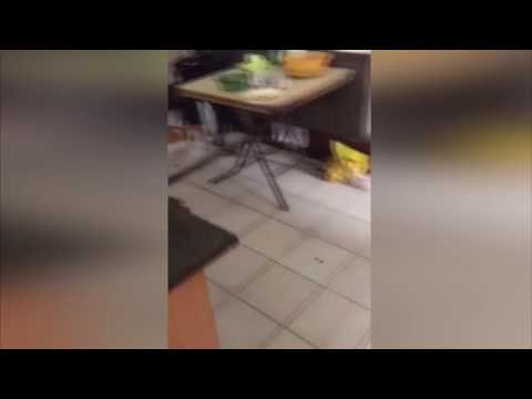 თაგვი  კატას აშინებს