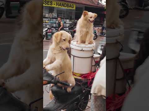 Video: Canino terganggu