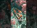 Koi Fish Calm 14 #meditationmusic #koi #koifish #relax#sakura#peaceful#shorts 🌸🐟