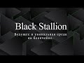 Black Stallion - будущее и уникальная среда на блокчейне.