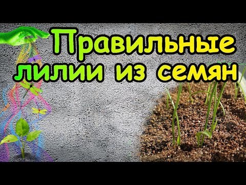 Как вырастить лилии из семян из китая в домашних условиях