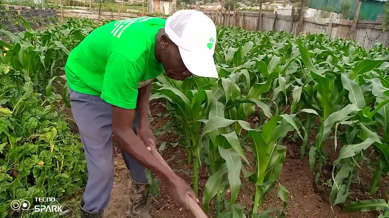 New technology in maize farming