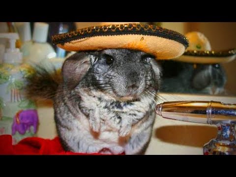 cute-chinchilla-🐭funny-and-cute-chinchilla(part-1)-[funny-pets]