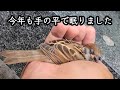 今年生まれた子スズメがじゃれたあと寝落ちしました すずめ日記