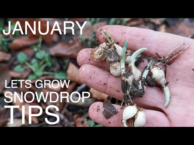 January Snowdrops Seasonal Tip class=