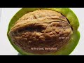 One of the most valuable gifts of nature — the WALNUTS