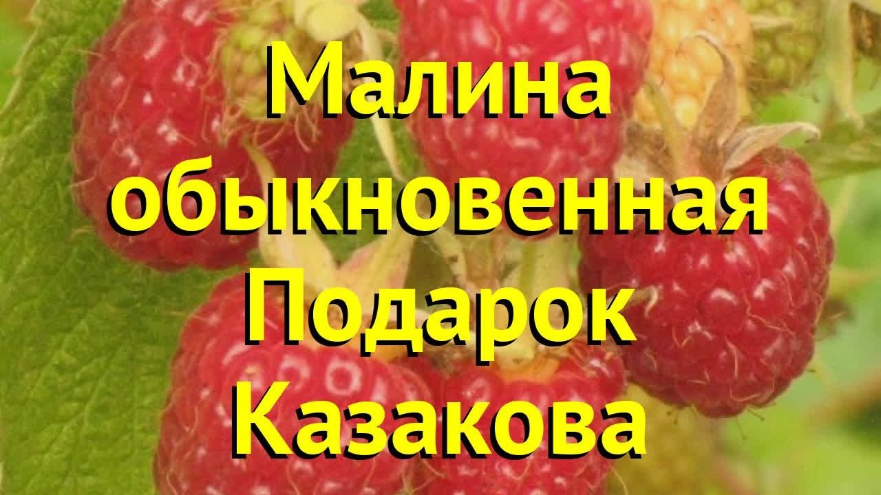 Сорт малины поклон казакову