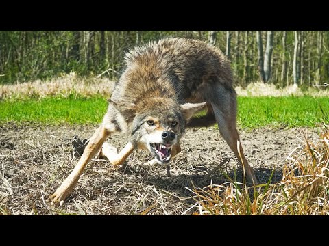 Trapping WILD COYOTES to Save Our RABBIT Population - YouTube