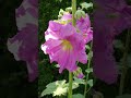 #hollyhock