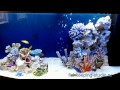 Подборка аквариумов оформленных в стиле "Псевдоморе"- A selection of decorated aquariums