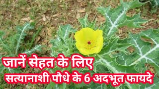 Prickly Poppy (सत्यानाशी) जाने इसके यह आयुर्वेदिक गुण | सत्यानाशी पौधे के फायदे