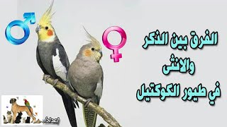 الفرق بين الذكر والانثي في طيور الكوكتيل الحبشي؟
